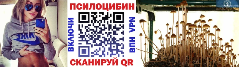 Псилоцибиновые грибы Psilocybe  магазин продажи наркотиков  Дубна 